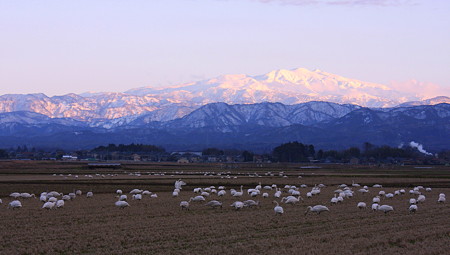 白山を背景に、白鳥さん夕食中　(*^-^)ニコ