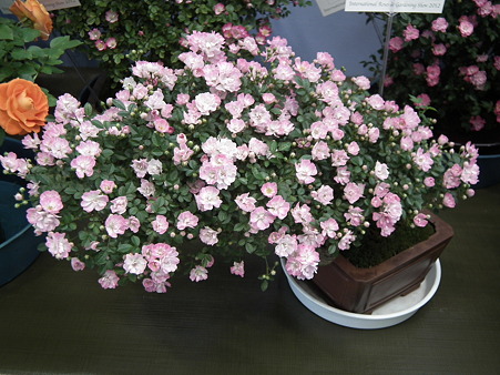 DSCF0125