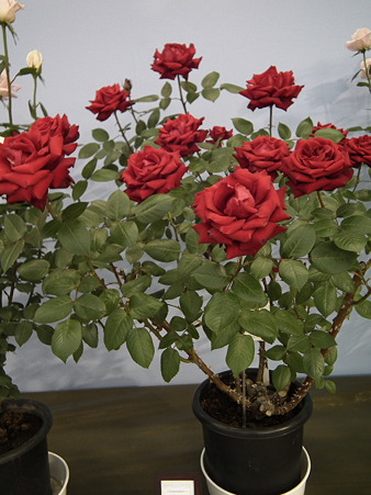 DSCF1196