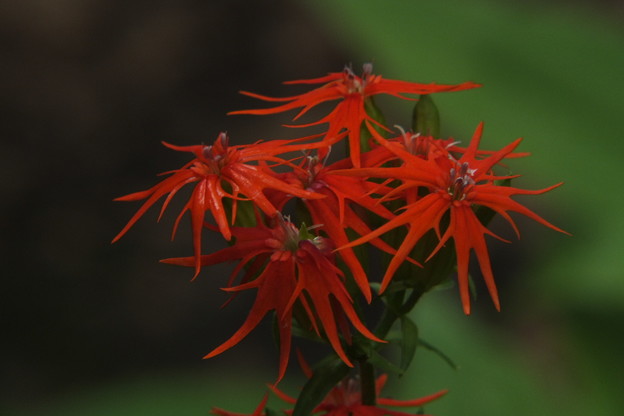 DSCF0231