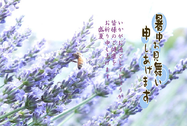 暑中5