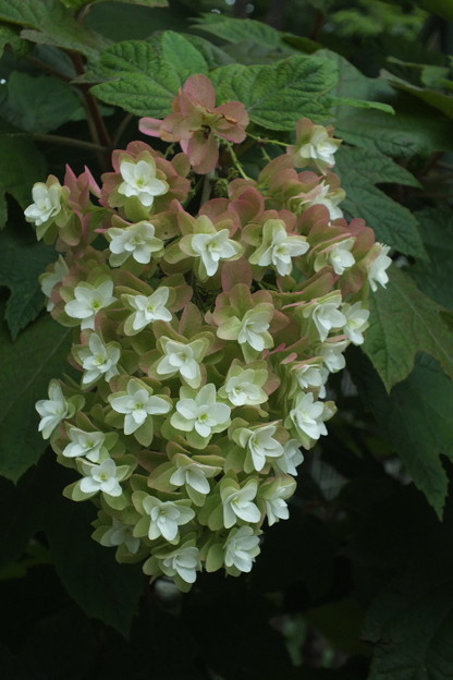 DSCF0240