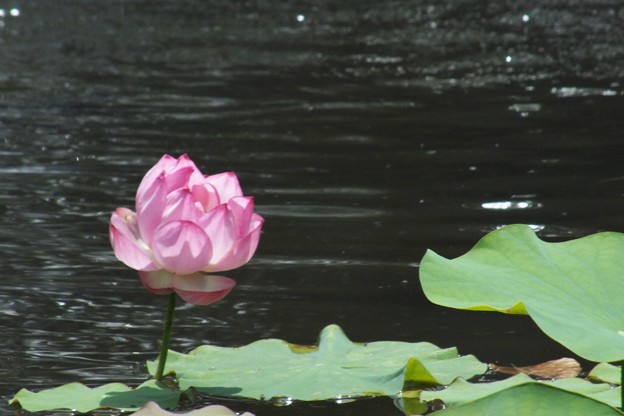 DSCF0011