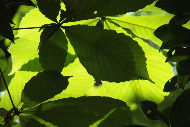 DSCF0175