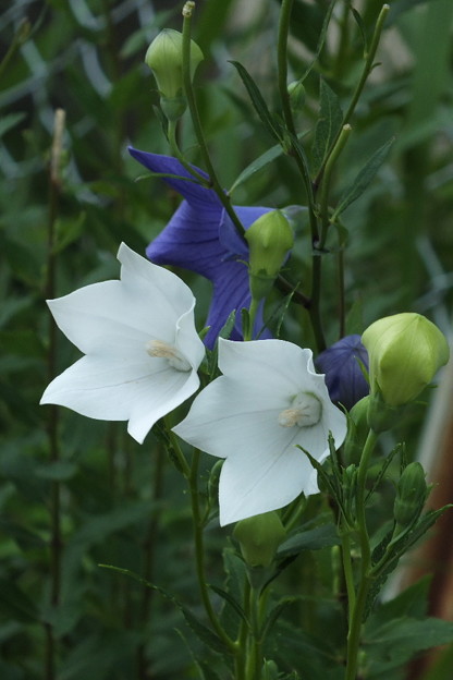 DSCF0225