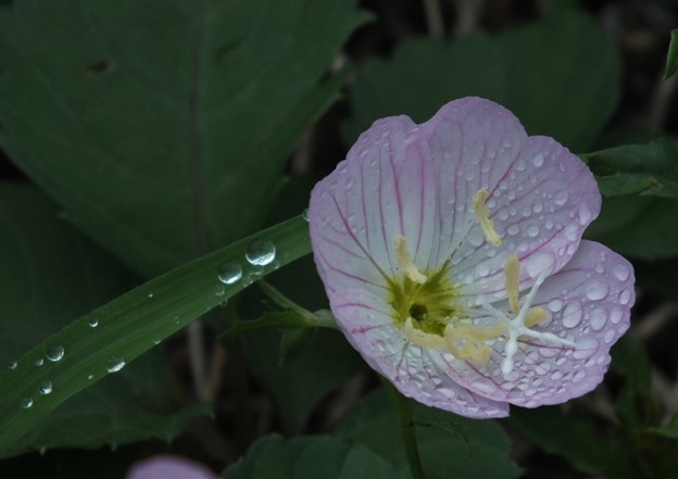 DSCF0036