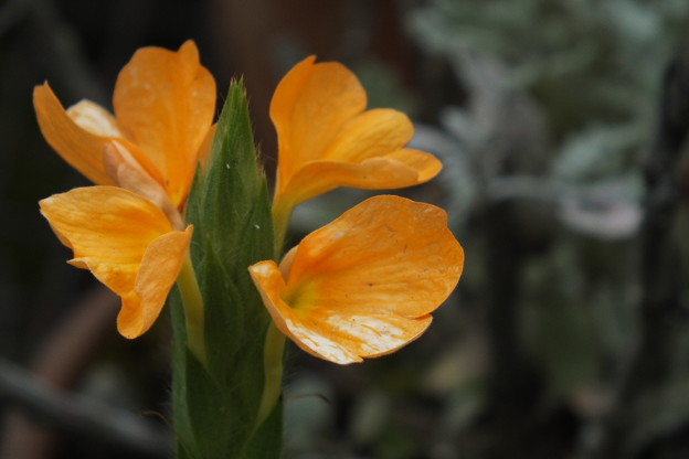 DSCF0267