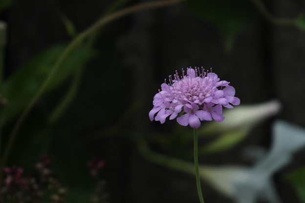 DSCF0283