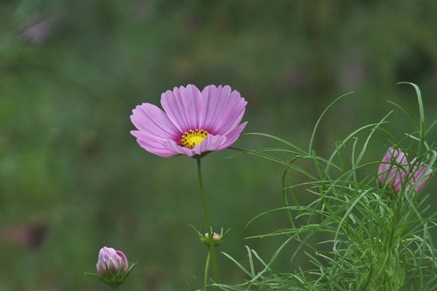 DSCF0378