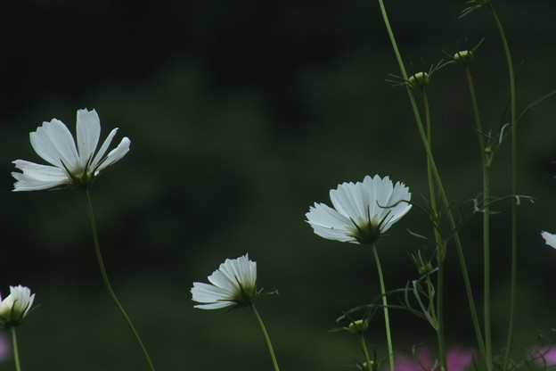 DSCF0434