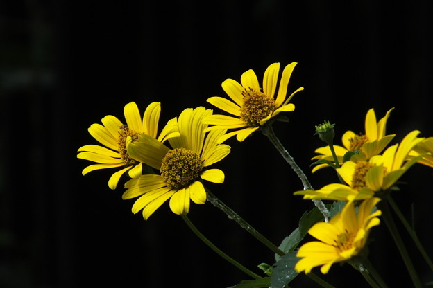 DSCF0362