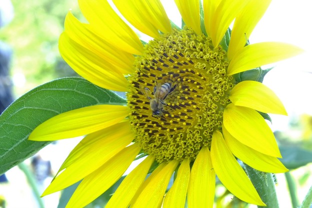 DSCF0380
