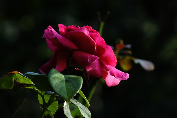 DSCF0292