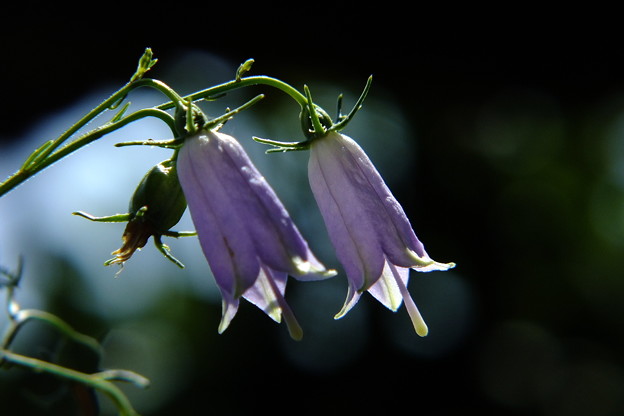DSCF0195
