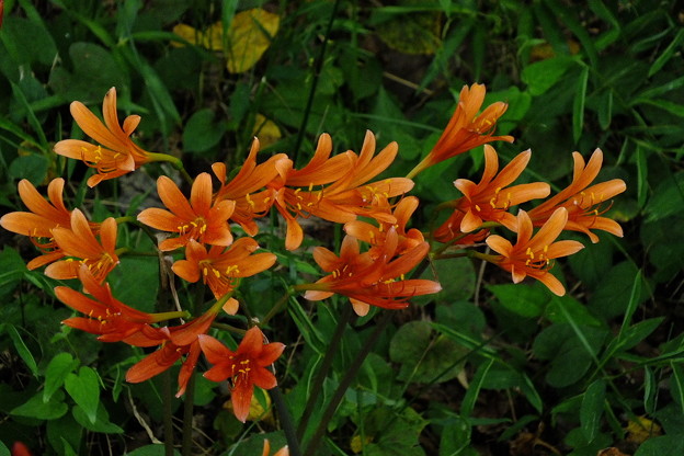DSCF0102