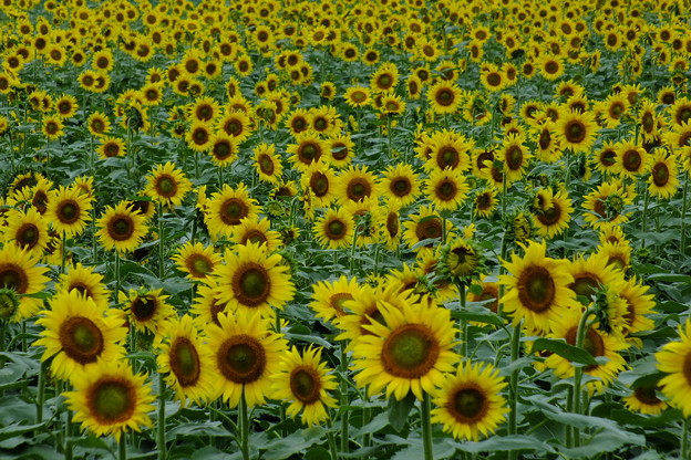 DSCF0075