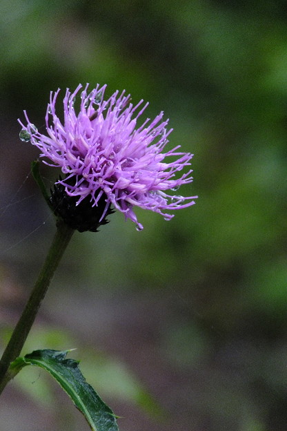 DSCF0085