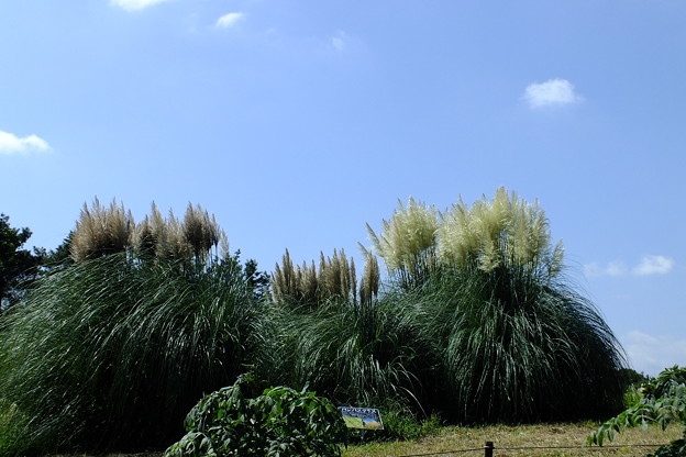 DSCF0037