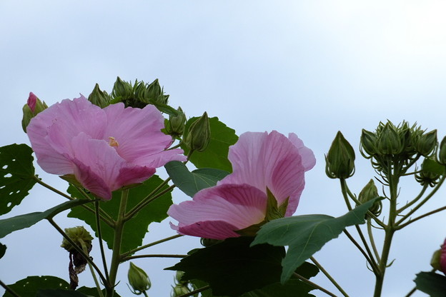 DSCF0221