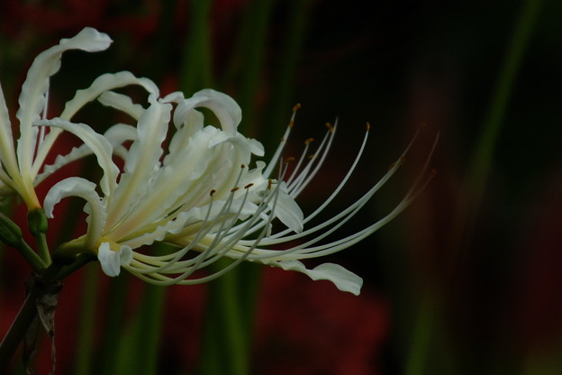 DSCF0246