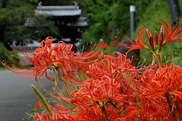DSCF0536