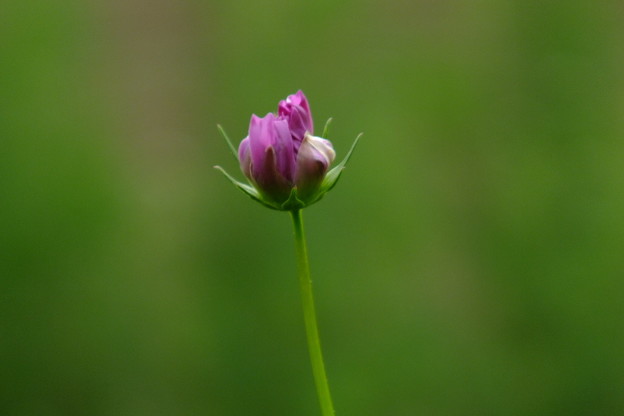 DSCF0800