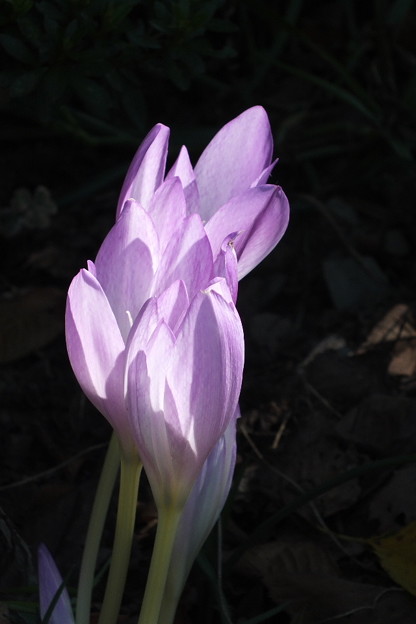 DSCF0204