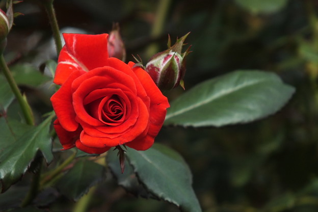 DSCF0014