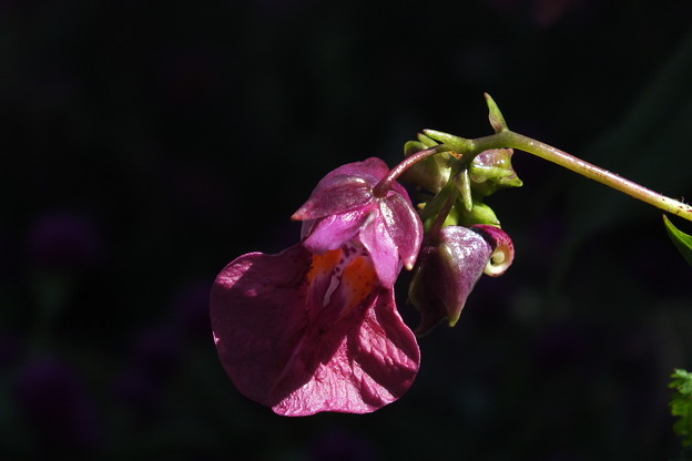 DSCF0160