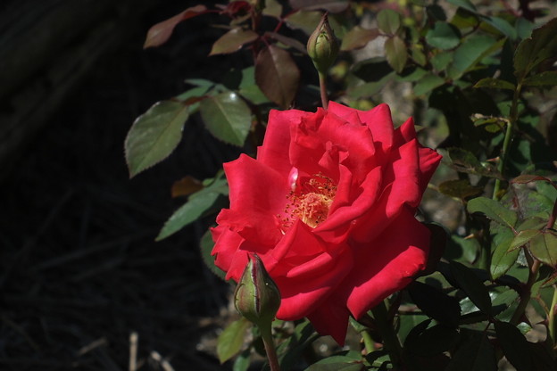 DSCF0138
