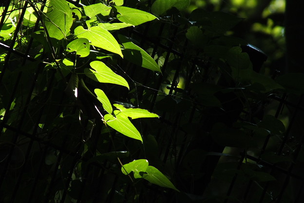 DSCF0240