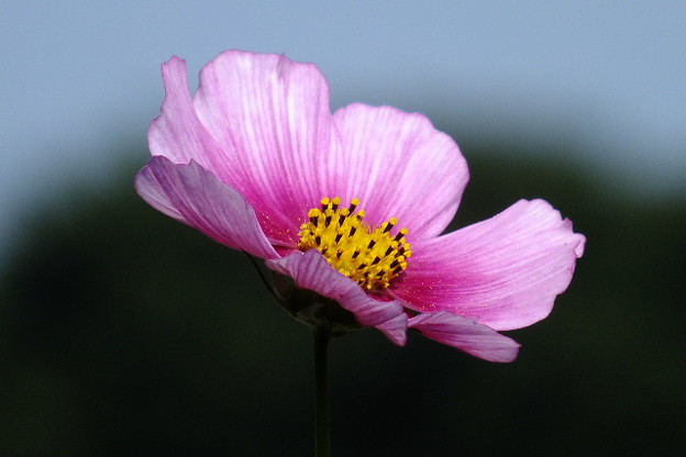 DSCF0351