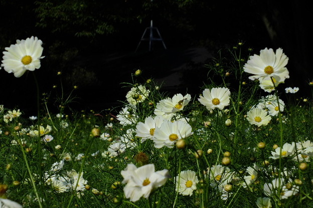 DSCF0387