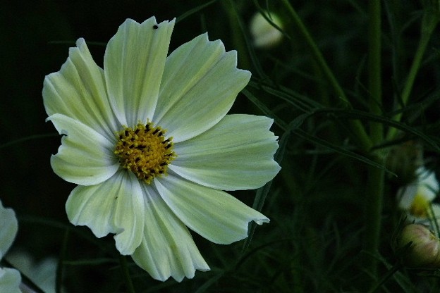 DSCF0434