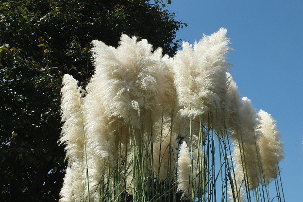 DSCF0036