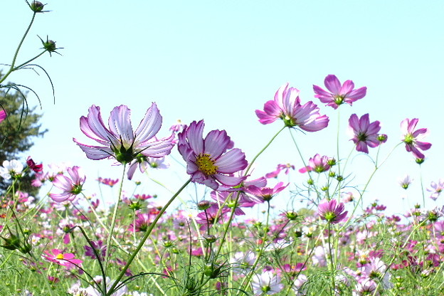 DSCF0234