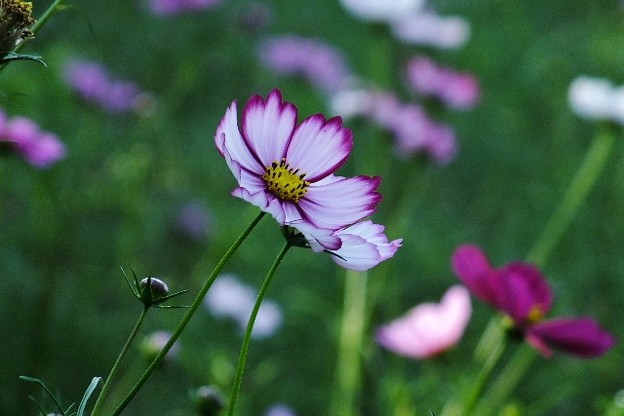 DSCF0492