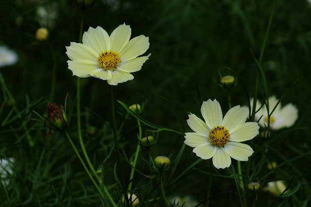 DSCF0612
