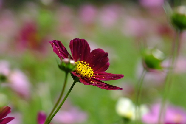 DSCF0092