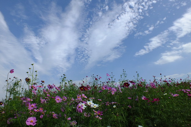 DSCF0317