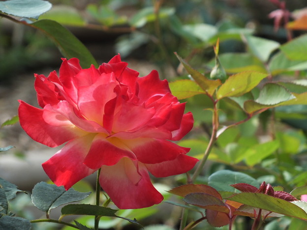 DSCF0159
