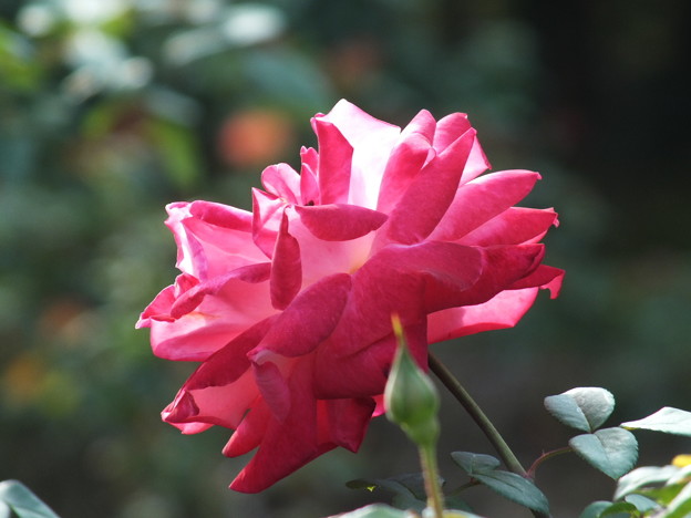 DSCF0317