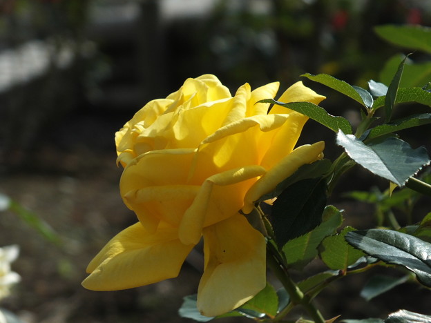 DSCF0182