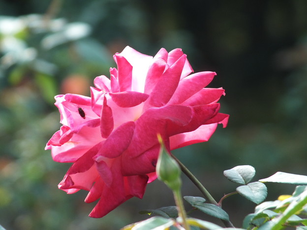 DSCF0311