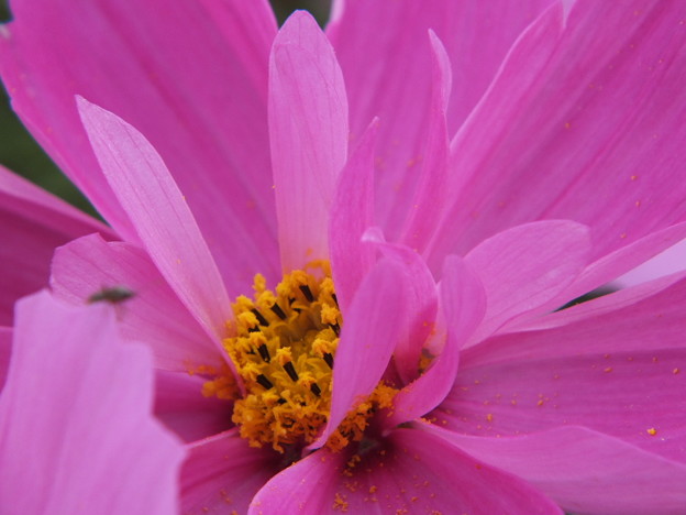 DSCF0218