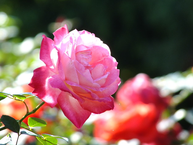 DSCF0090