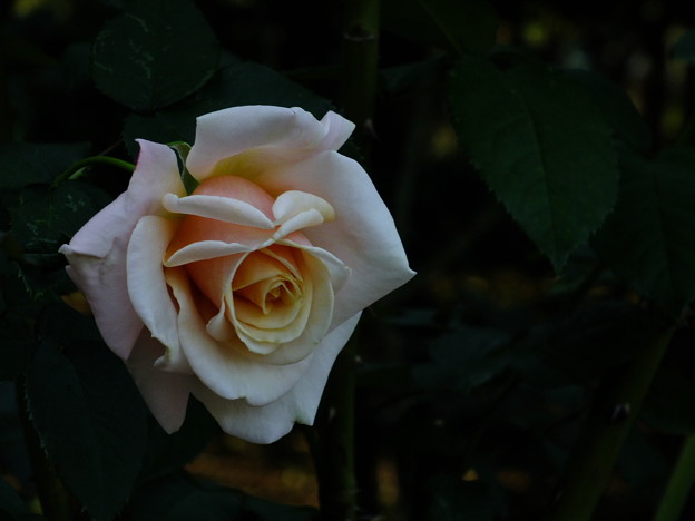 DSCF0449