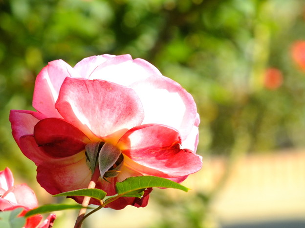 DSCF0468