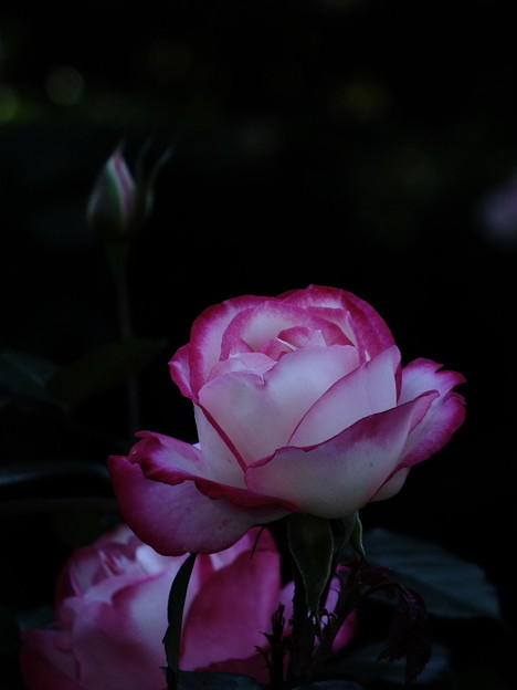 DSCF0351
