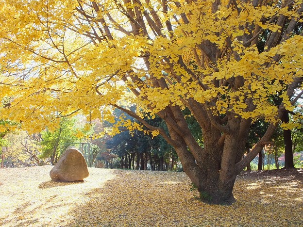 航空記念公園362
